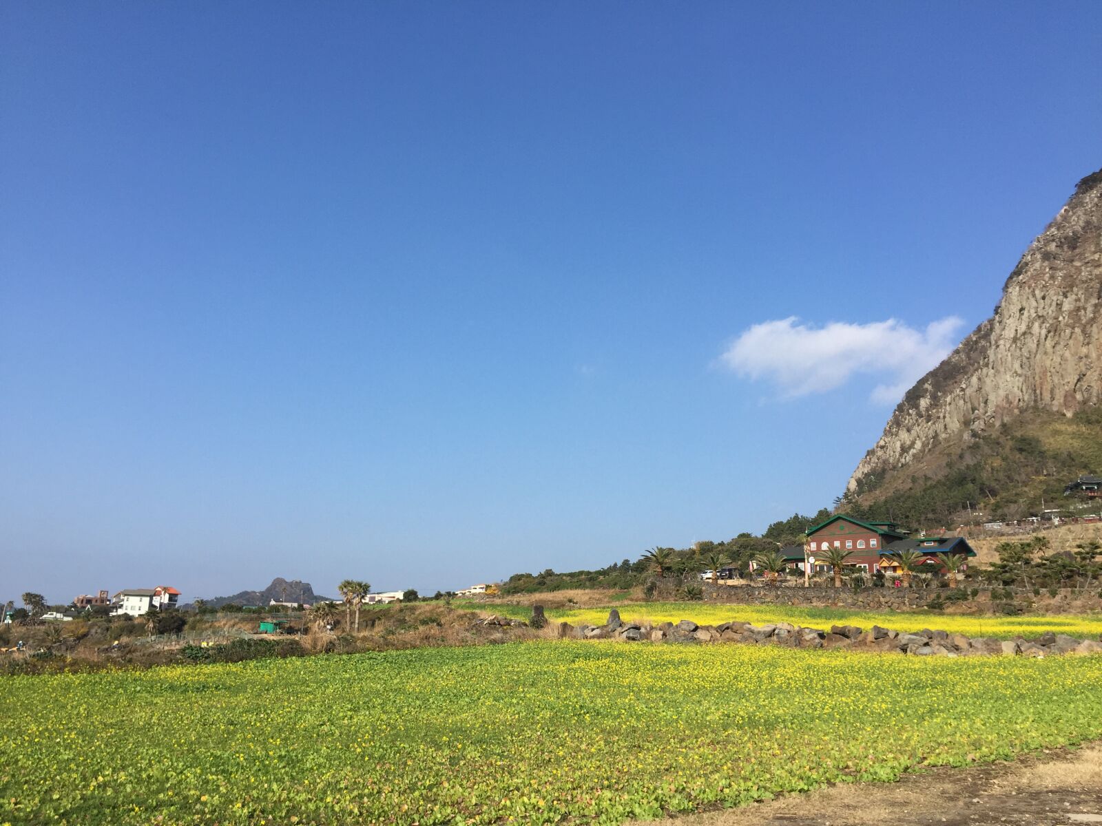 iPhone 6 back camera 4.15mm f/2.2 sample photo. Rape flowers, korea, jejudo photography