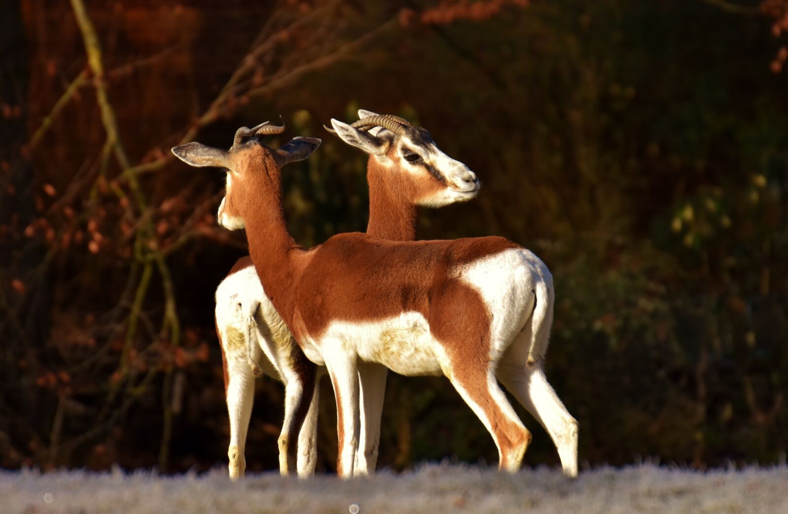 Nikon D7200 sample photo. Gazelles, wild animals, pair photography