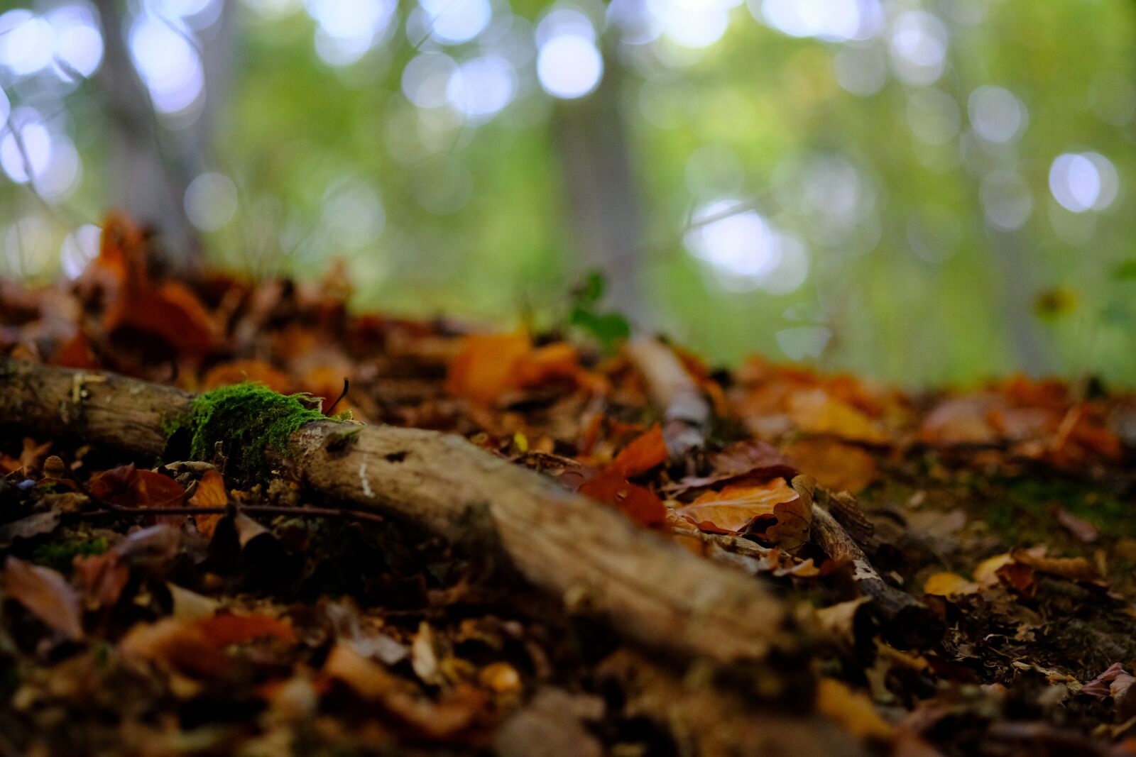 Fujifilm X-T20 sample photo. Forest floor, forest, nature photography
