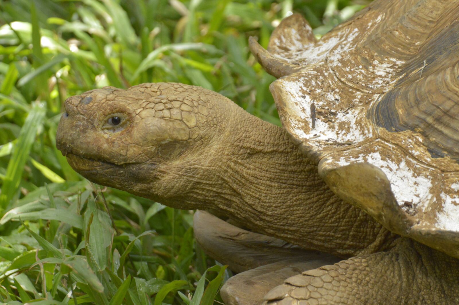 Nikon D3200 sample photo. Turtle, costa rica, animals photography