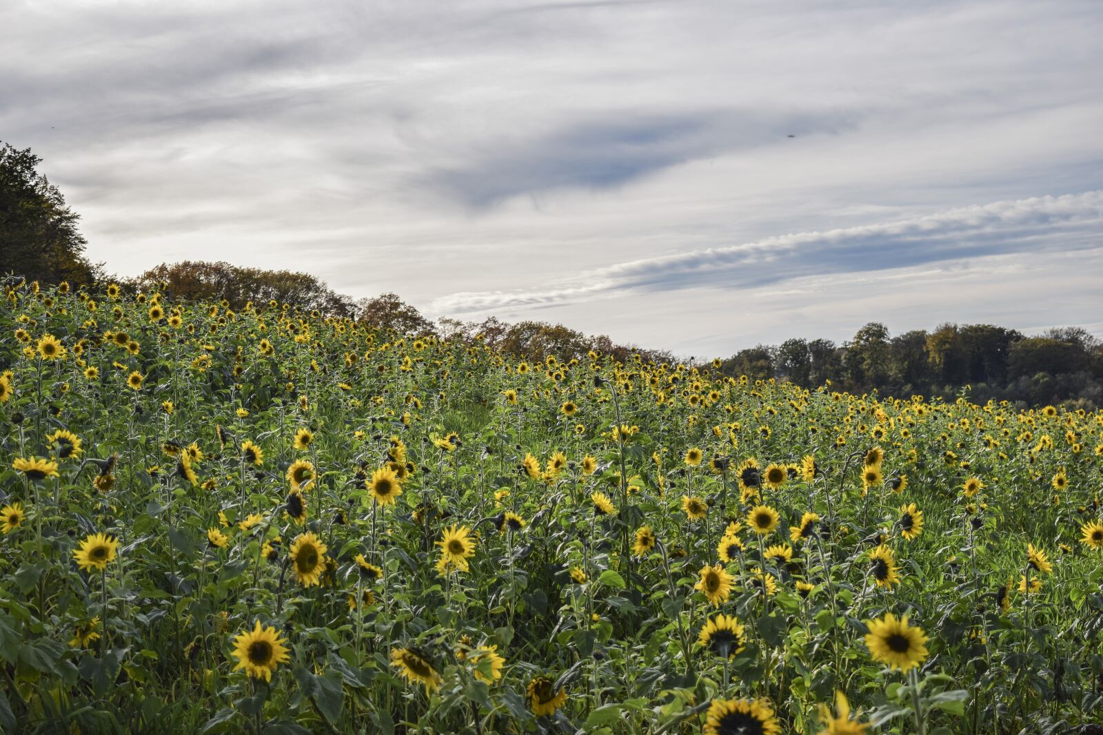 Nikon D3300 sample photo. Sunflower, flower, summer photography