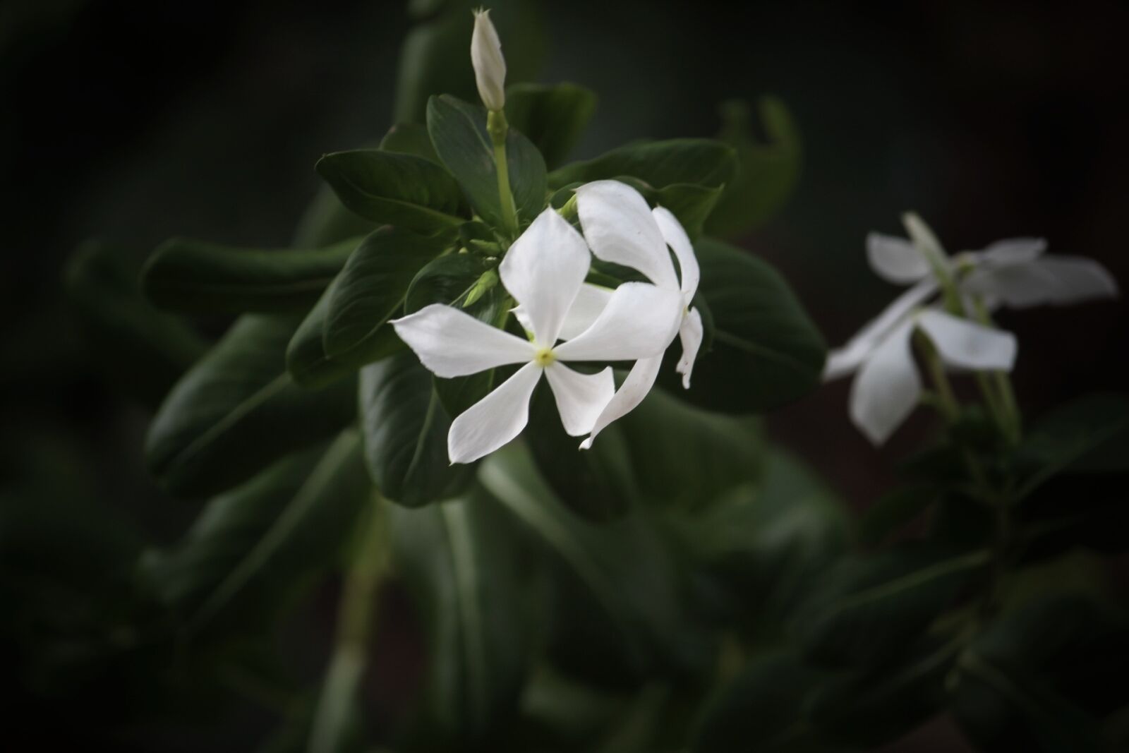 Canon EOS 1300D (EOS Rebel T6 / EOS Kiss X80) sample photo. Flower, nature, photograph photography