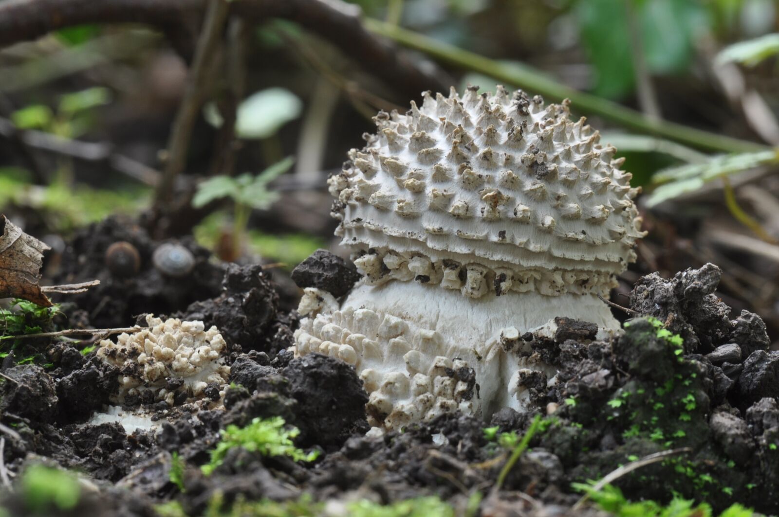 Nikon D90 sample photo. Stekelkopamantiet, mushroom, autumn photography