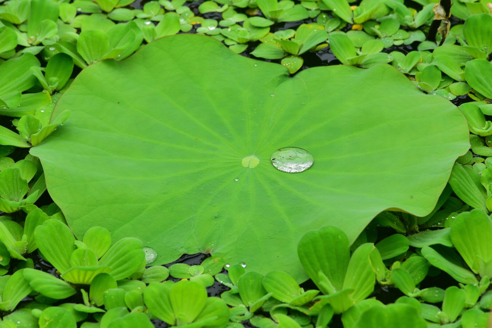 Nikon D750 sample photo. Lotus leaf, aquatic plants photography