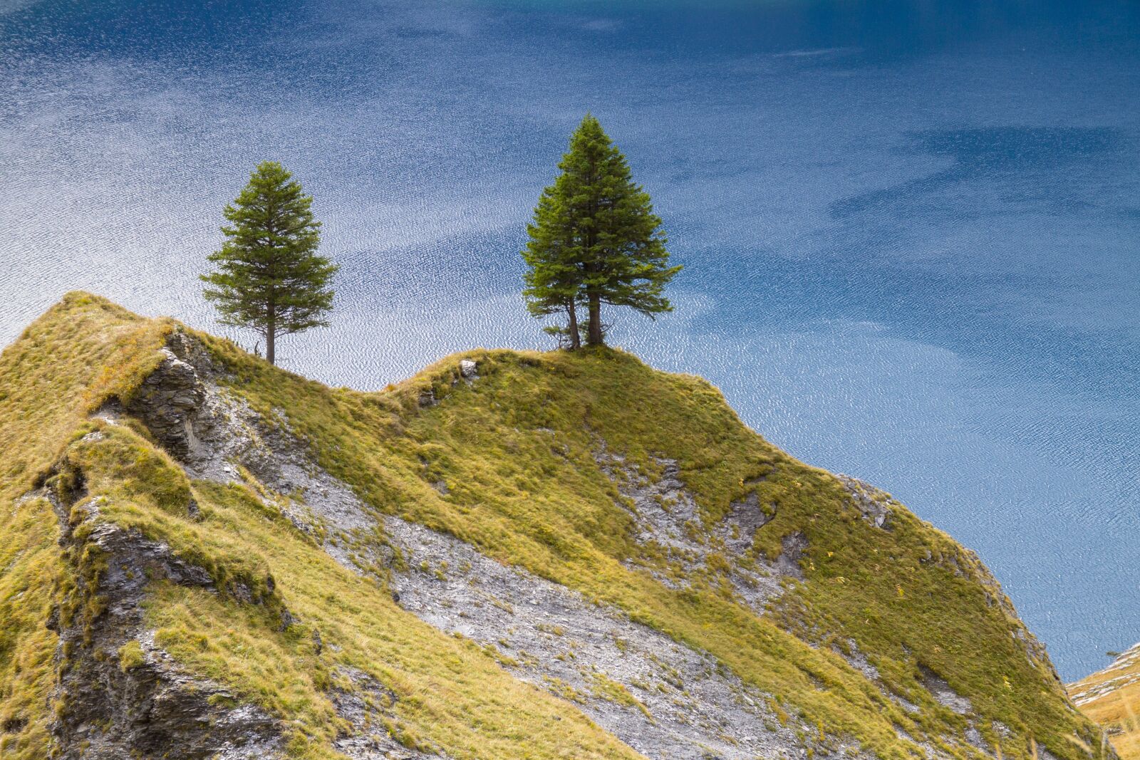 Canon EOS 7D sample photo. Tree, firs, hill photography