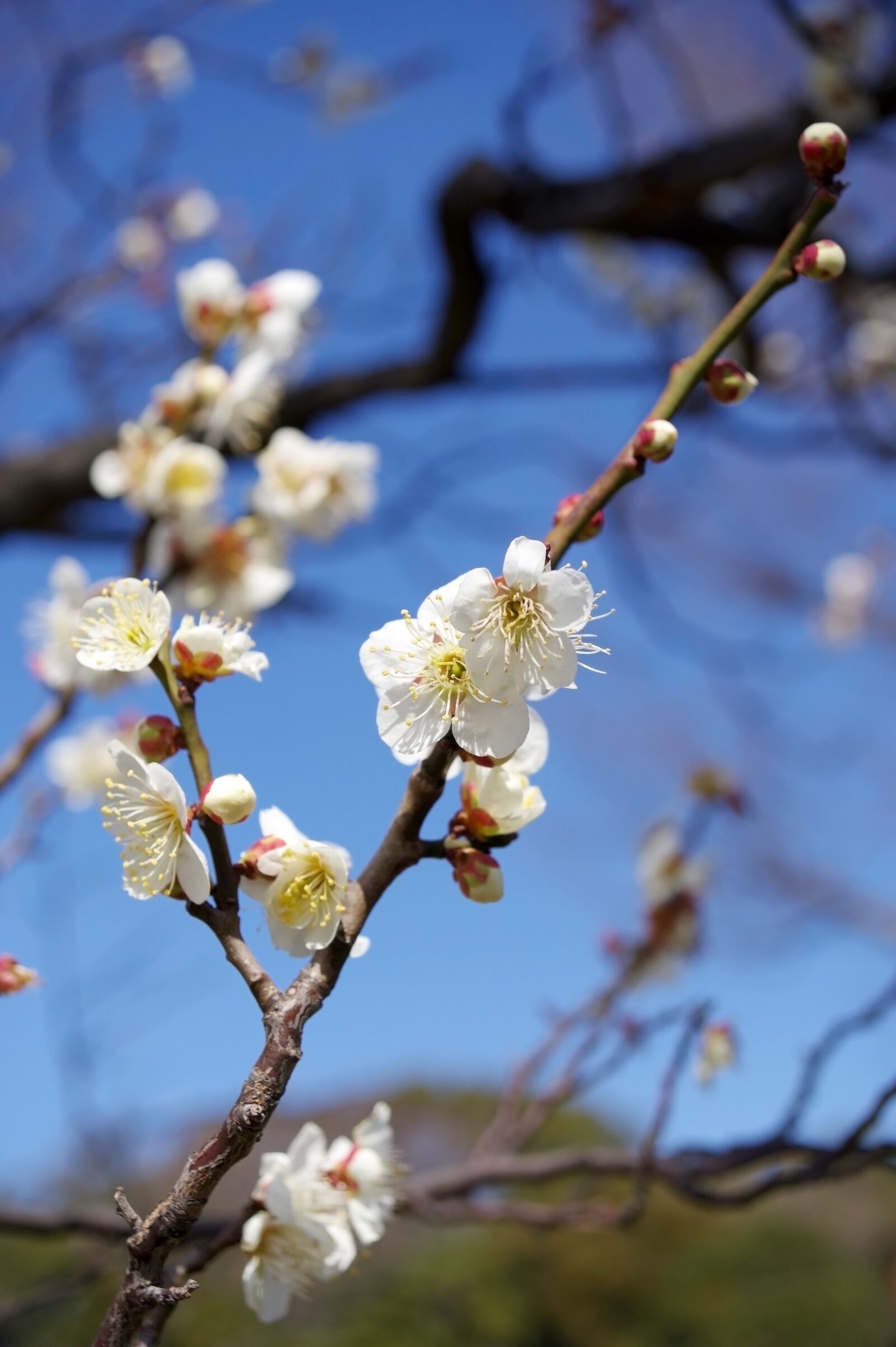 Pentax KP sample photo. Plum, plant, flowers photography
