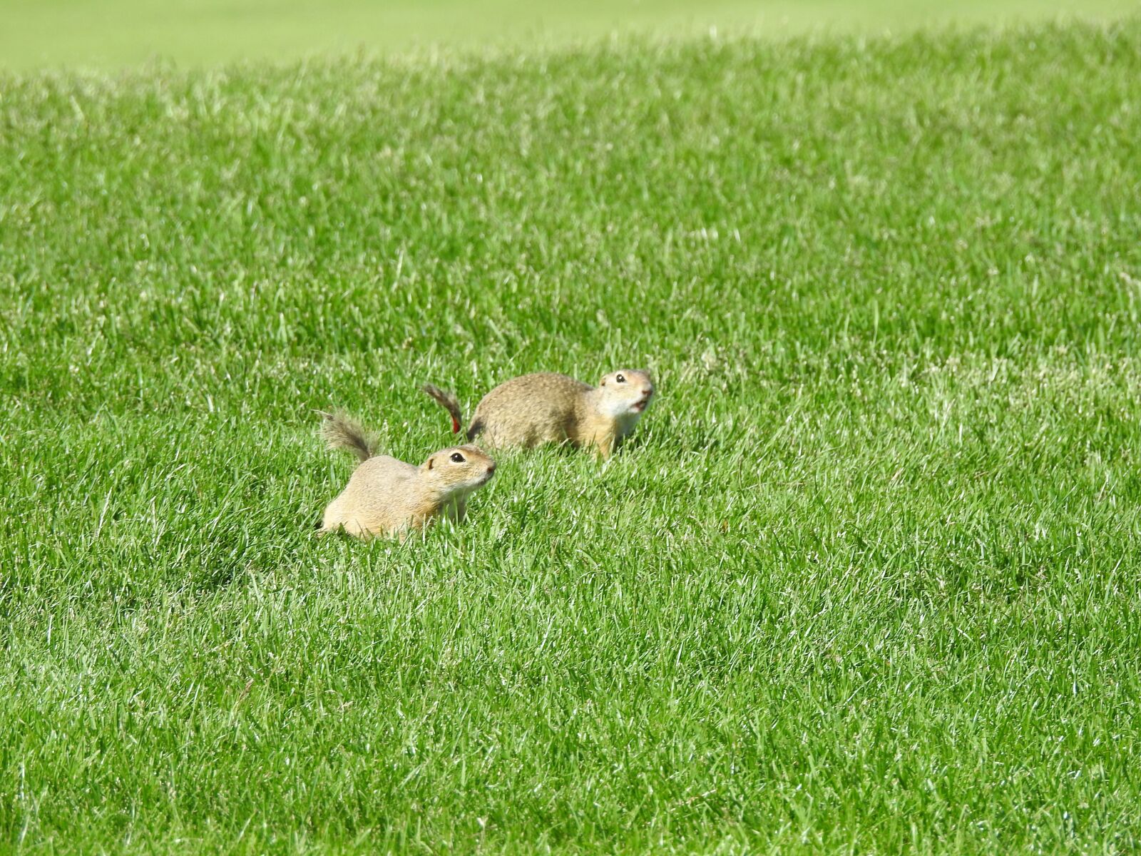 Nikon Coolpix P900 sample photo. Ground squirrel, meadow, nager photography