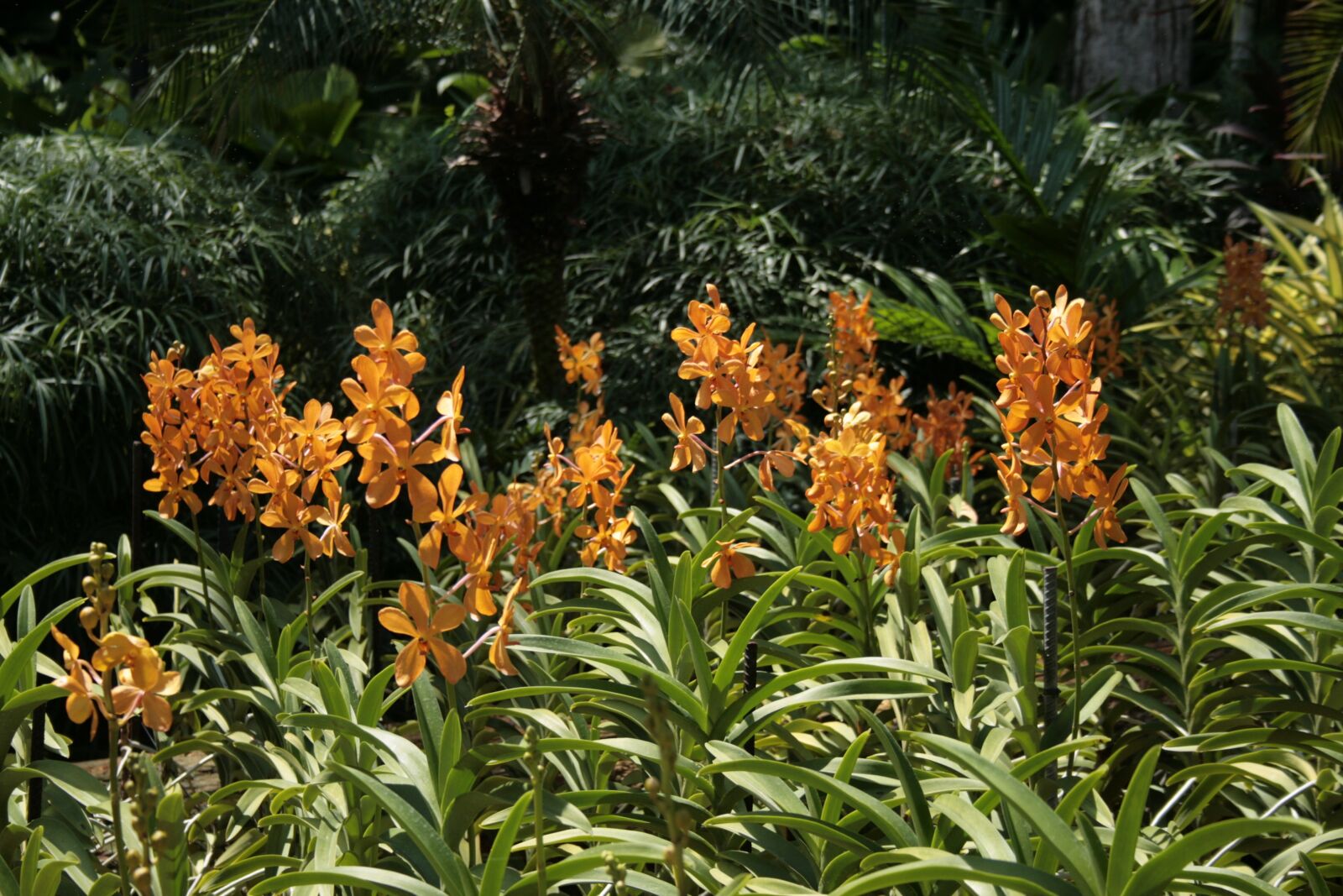 Canon EOS 400D (EOS Digital Rebel XTi / EOS Kiss Digital X) sample photo. Singapore, orchids, flowers photography