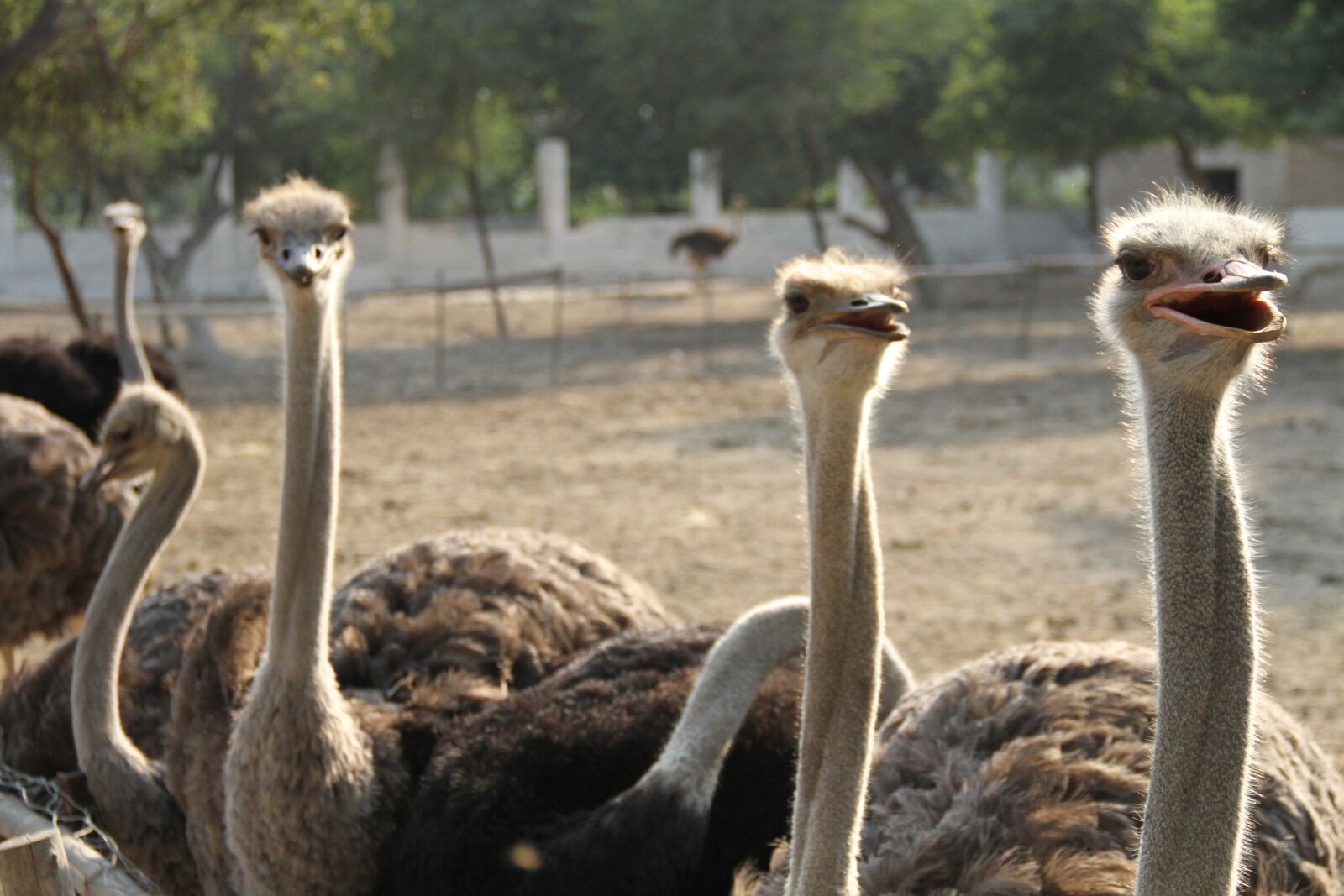 Canon EOS 7D sample photo. Common ostrich, bird, ostrich photography