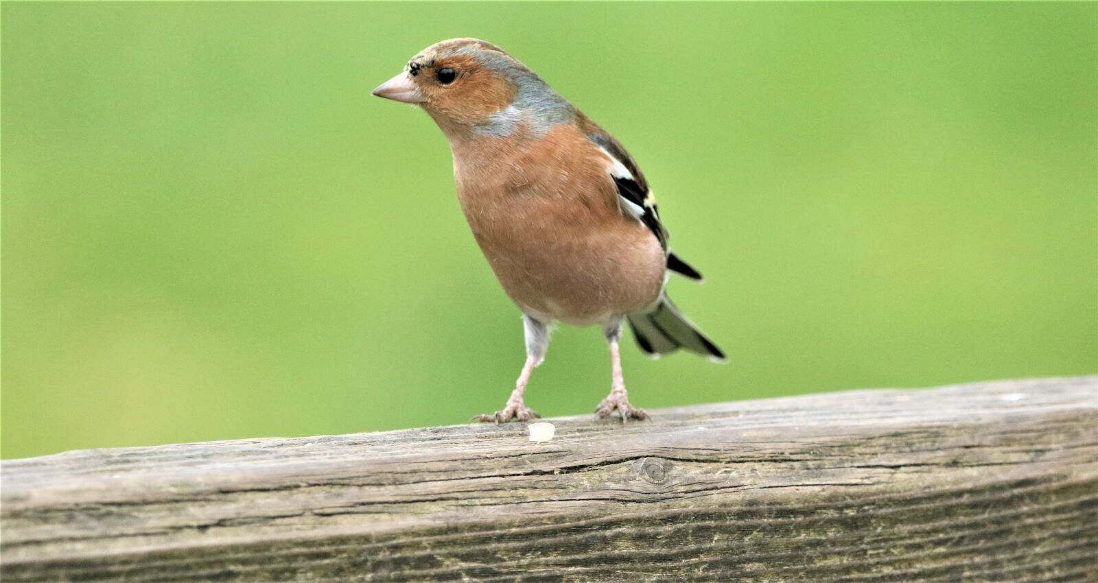 150-600mm F5-6.3 DG OS HSM | Contemporary 015 sample photo. Chaffinch, bird, wildlife photography