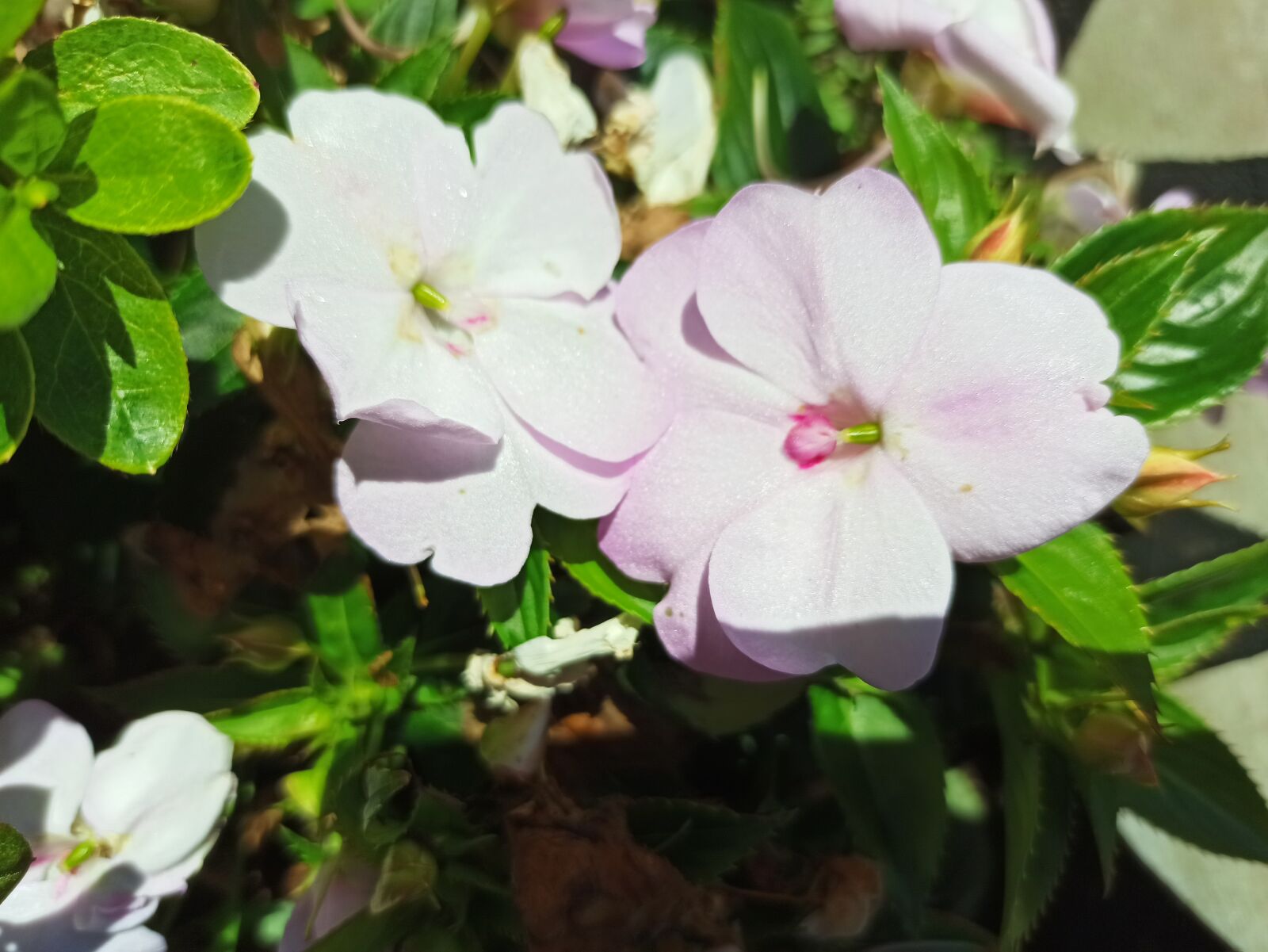 Xiaomi Redmi Note 8 Pro sample photo. Flor, primavera, flores photography