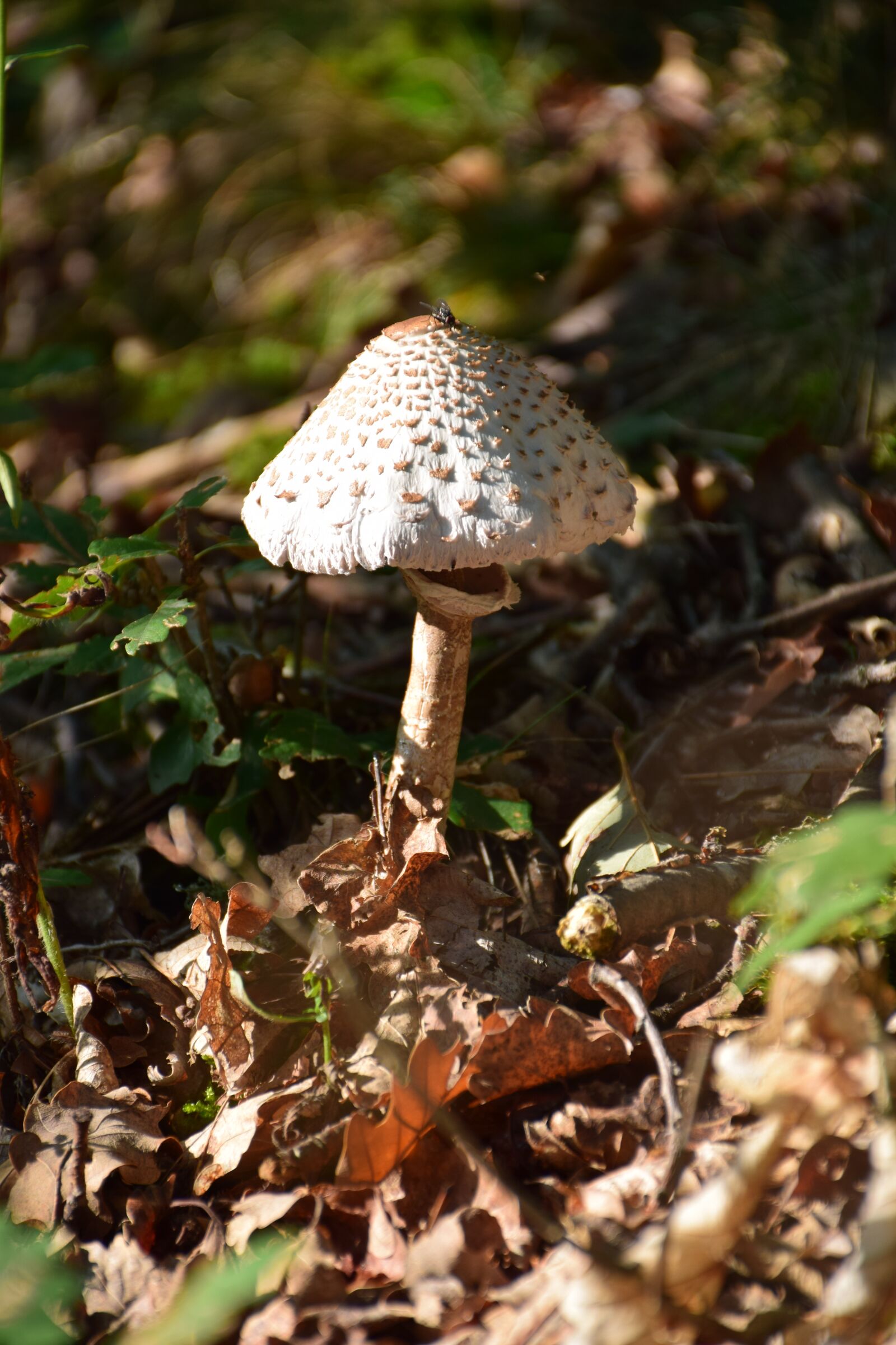 Nikon D5300 sample photo. Mushroom, nature, forest photography