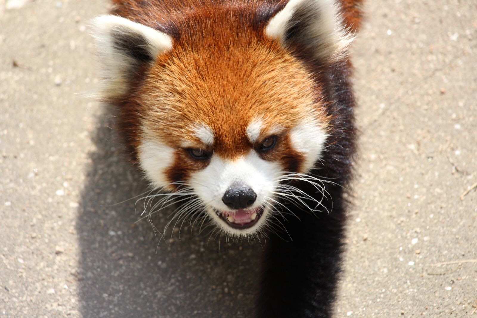 Canon EOS 700D (EOS Rebel T5i / EOS Kiss X7i) sample photo. Animal, red panda, zoo photography