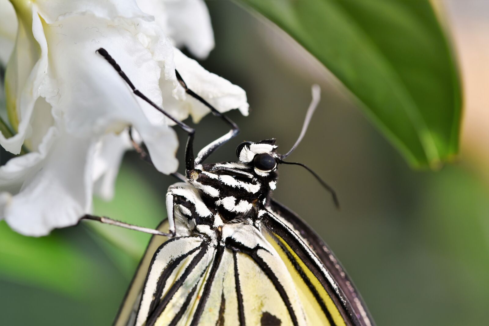 Nikon D7200 sample photo. Butterfly, tropical butterfly, exotic photography