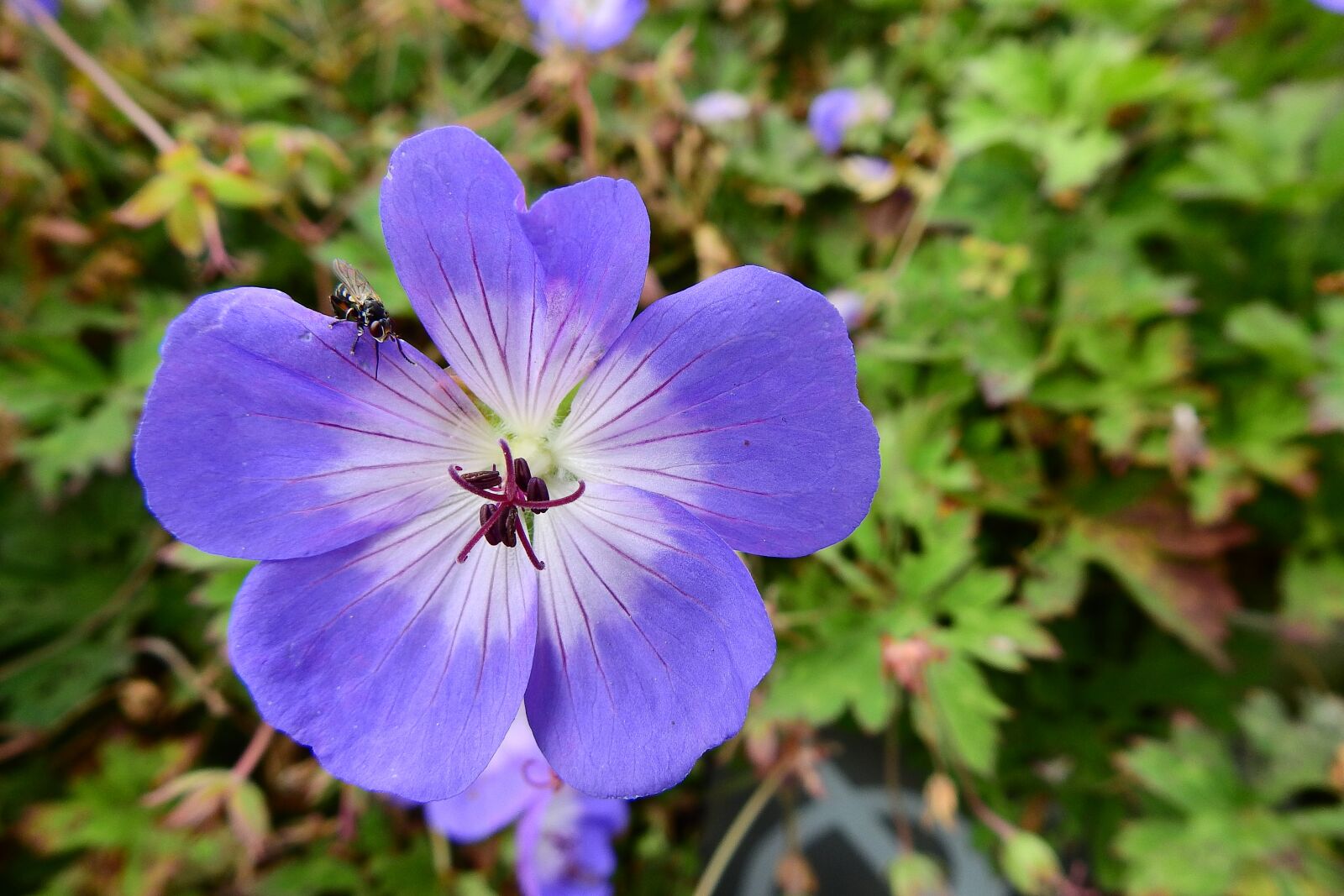 Nikon Coolpix P900 sample photo. Flower, macro, nature photography