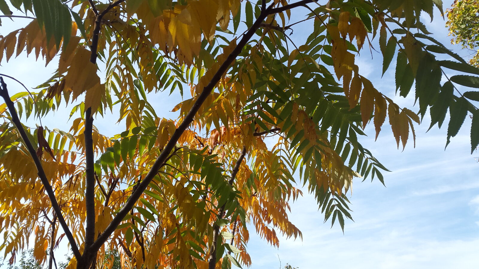 Samsung Galaxy Alpha sample photo. Autmn, fall, leaves, color photography