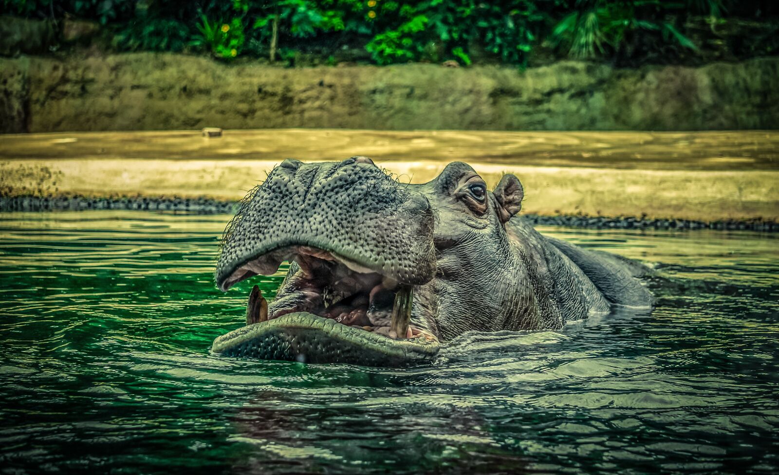 Sony E 55-210mm F4.5-6.3 OSS sample photo. Hippo, hippopotamus, water photography