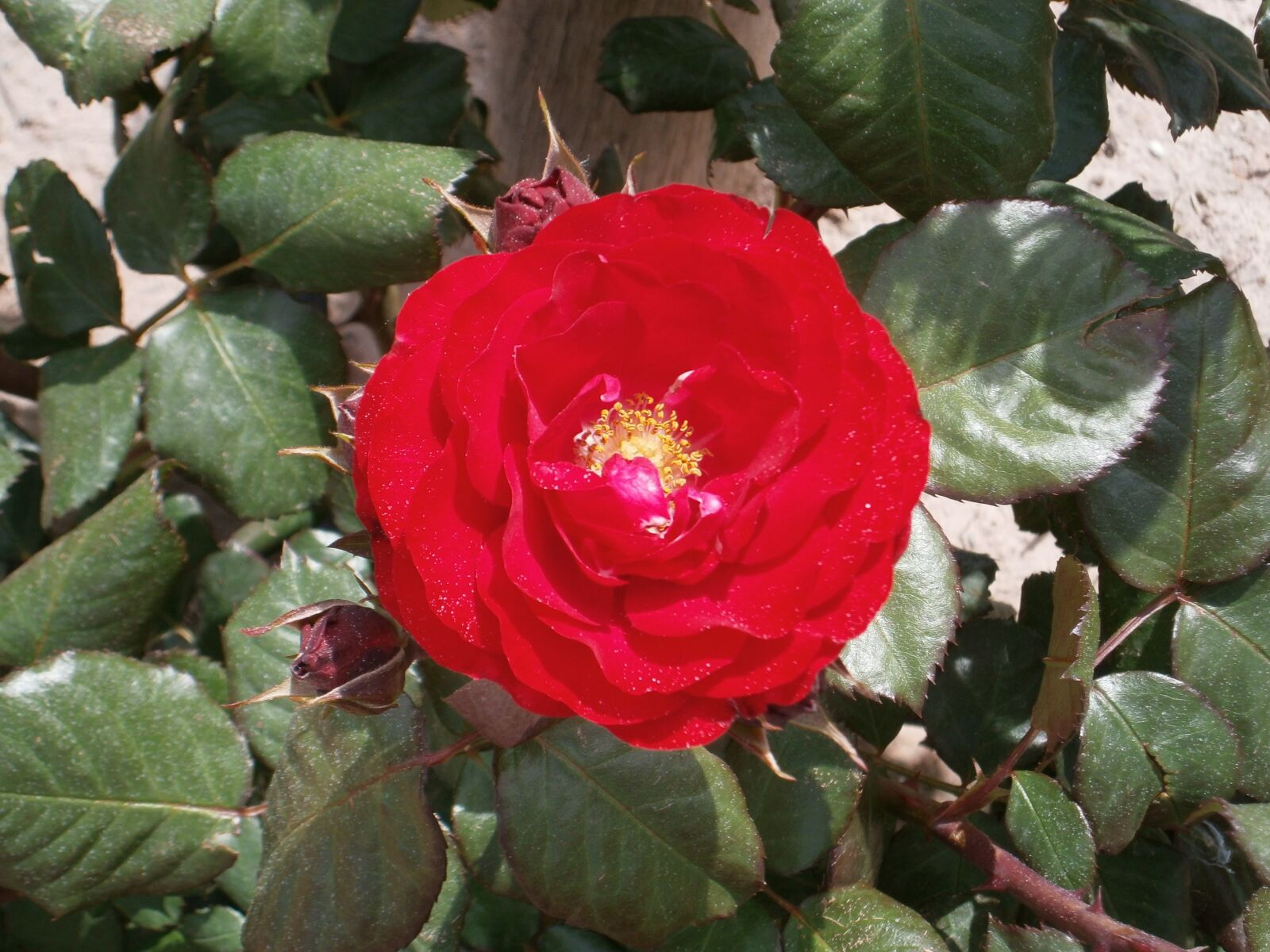 Olympus VG120,D705 sample photo. Mendoza, roses, winery photography