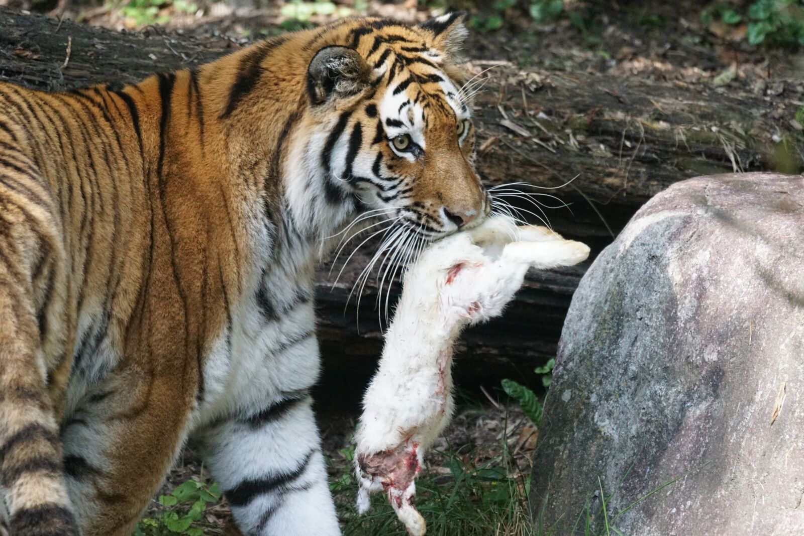 Sony 70-400mm F4-5.6 G SSM sample photo. Tiger, amurtiger, predator photography