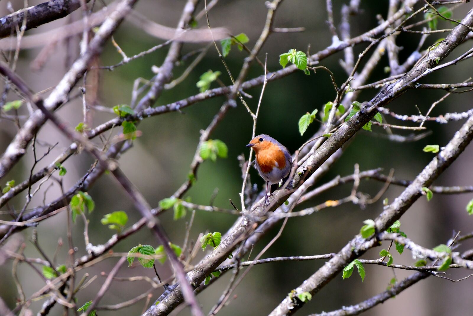 Nikon D500 sample photo. Robin, bird, nature photography