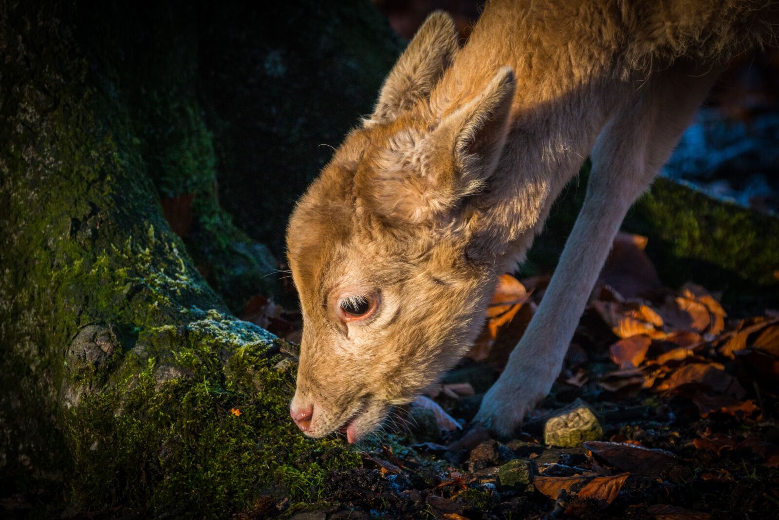 150-600mm F5-6.3 DG OS HSM | Contemporary 015 sample photo. Roe deer, hirsch, red photography