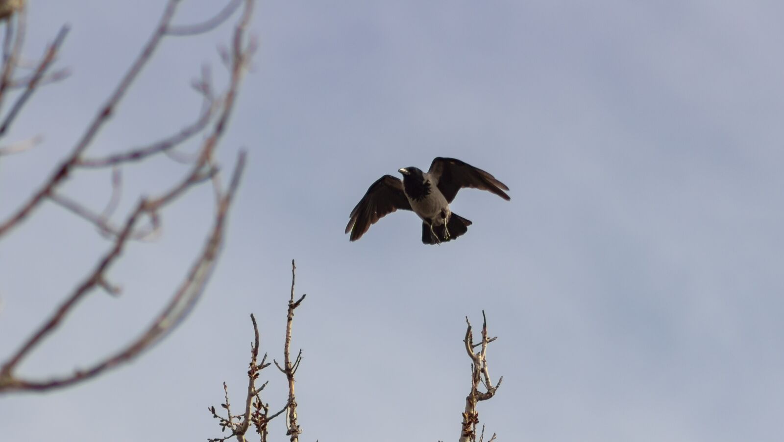 Canon EF75-300mm f/4-5.6 sample photo. Hooded crow, crow, bird photography