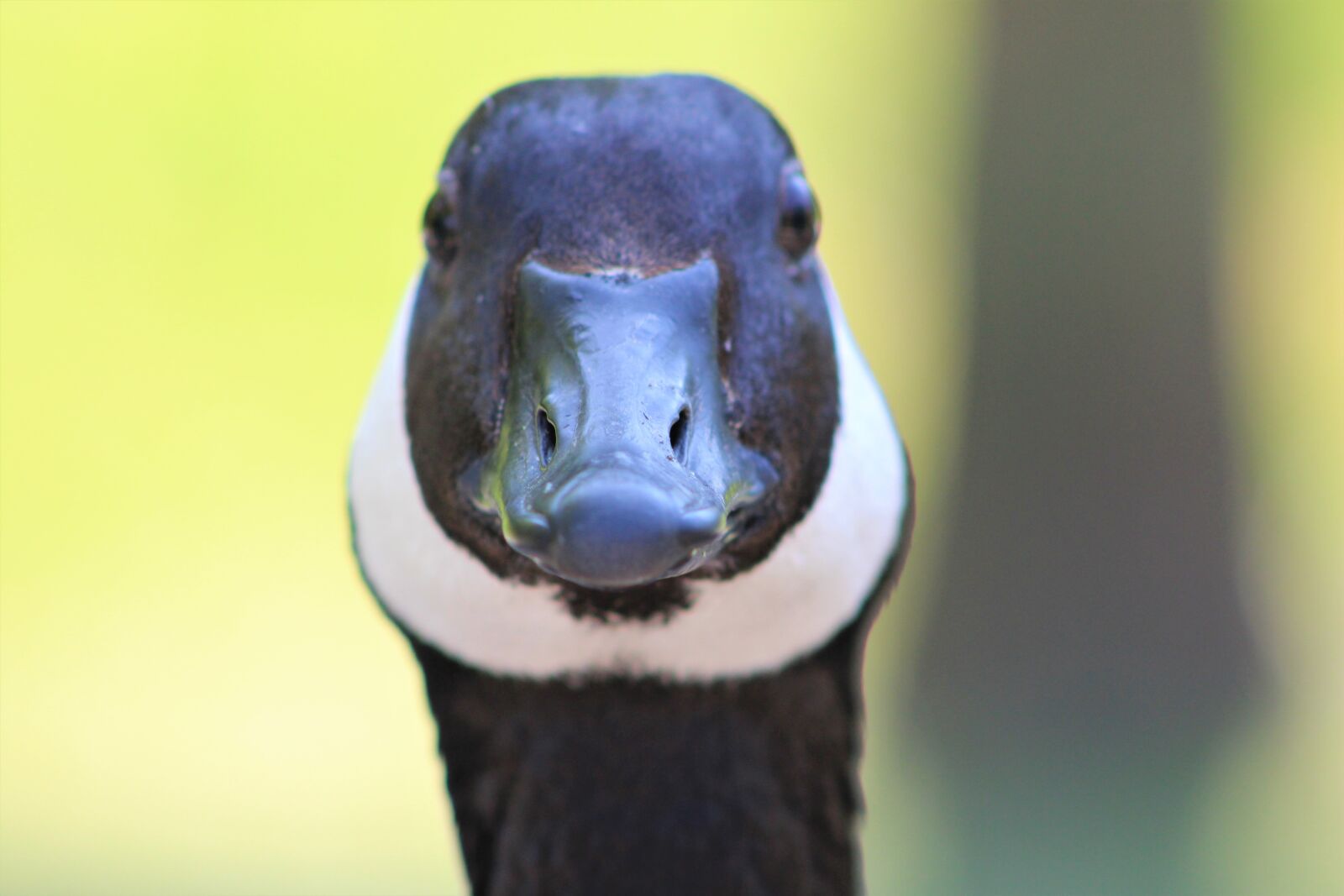 Canon EF75-300mm f/4-5.6 sample photo. Goose, bird, close up photography