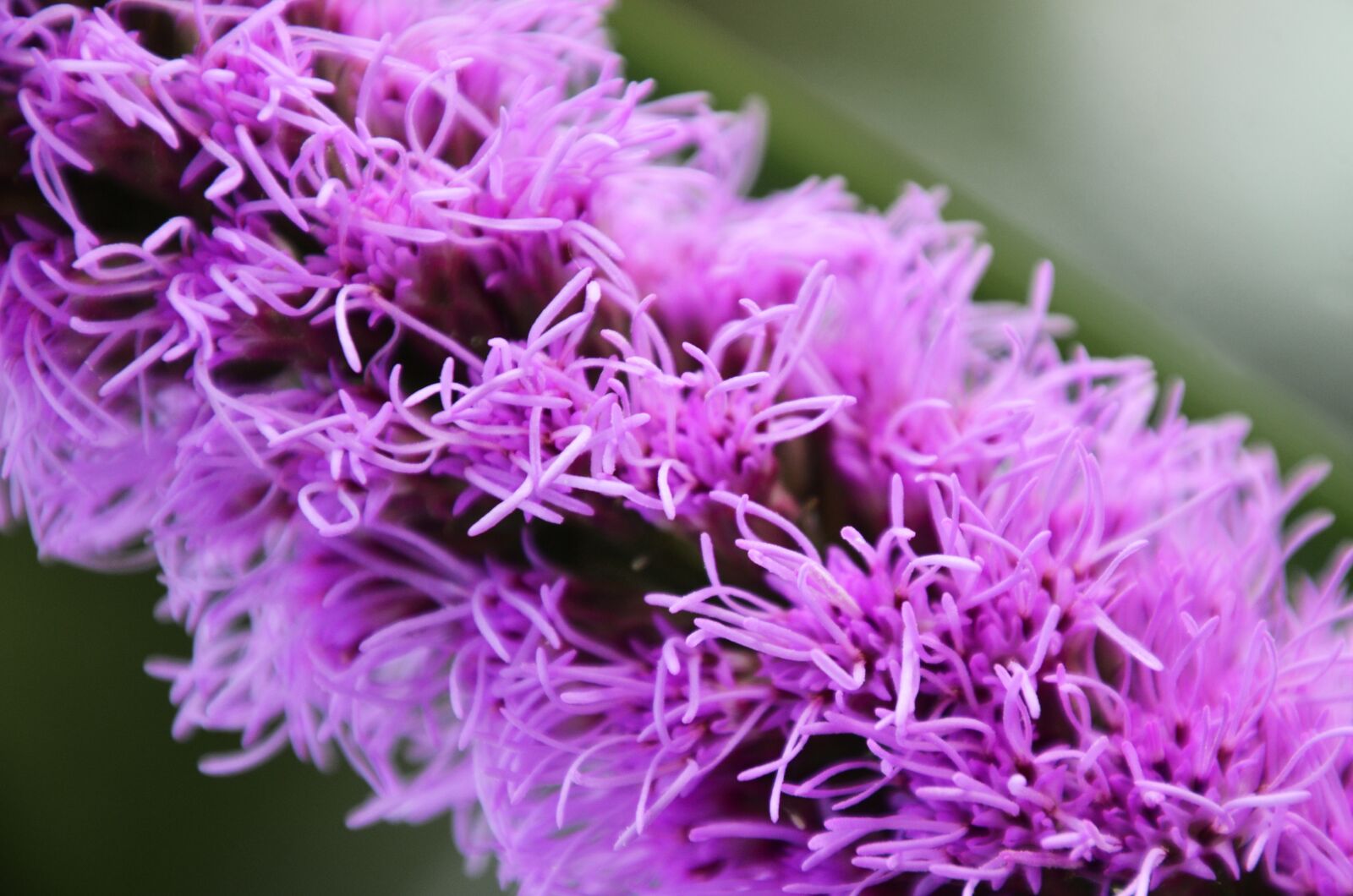 Nikon D7000 sample photo. Purple, abstract, díszcsorba photography