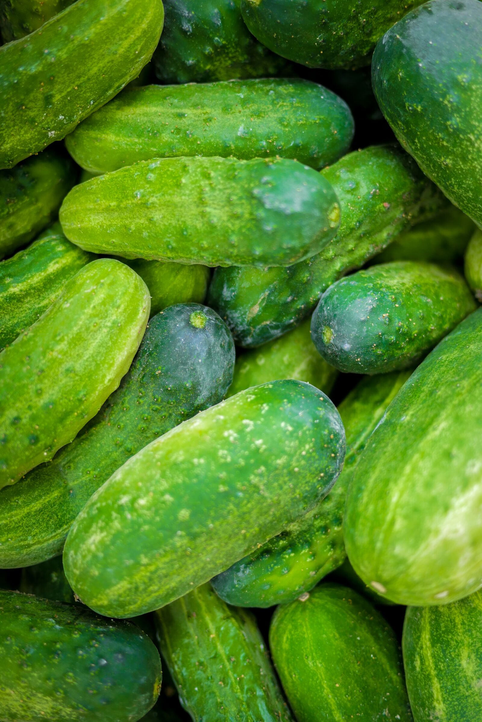 Panasonic Lumix DMC-GX85 (Lumix DMC-GX80 / Lumix DMC-GX7 Mark II) + LUMIX G 20/F1.7 II sample photo. Cucumbers, vegetables, green photography
