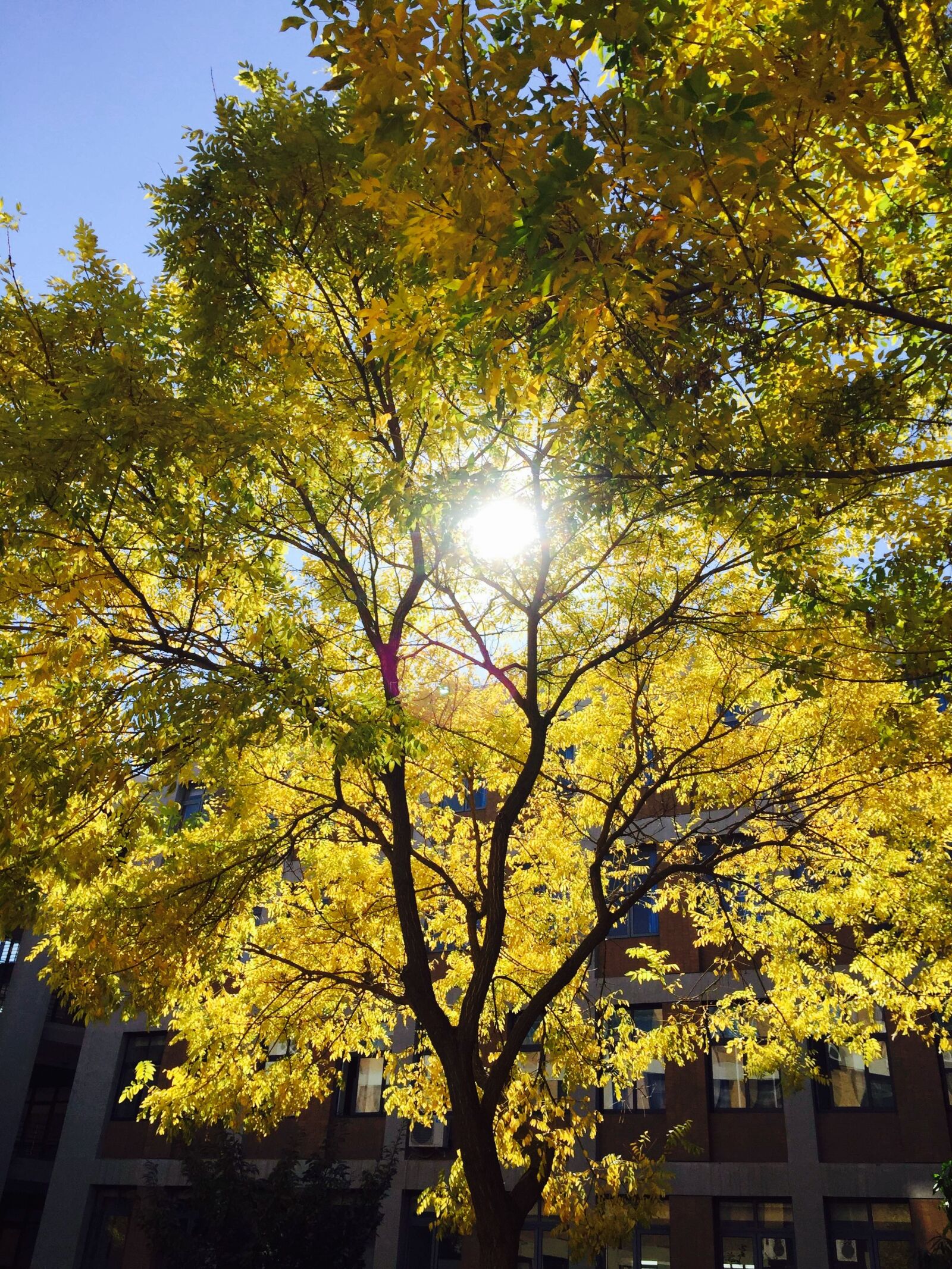 Apple iPhone 6 sample photo. Sunshine, tree, yellow photography