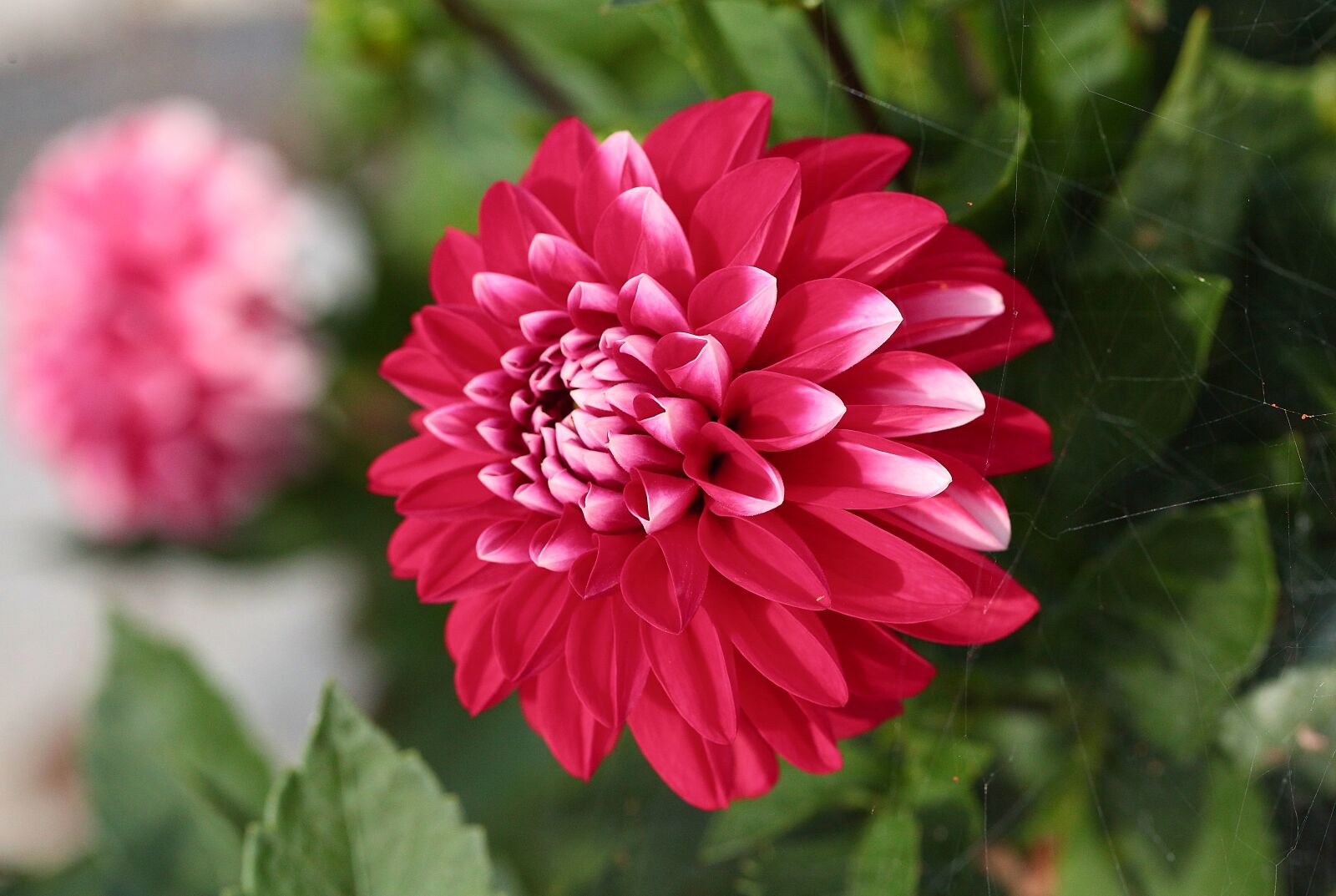 Canon EOS 5D Mark II sample photo. Flower, georgia, garden photography