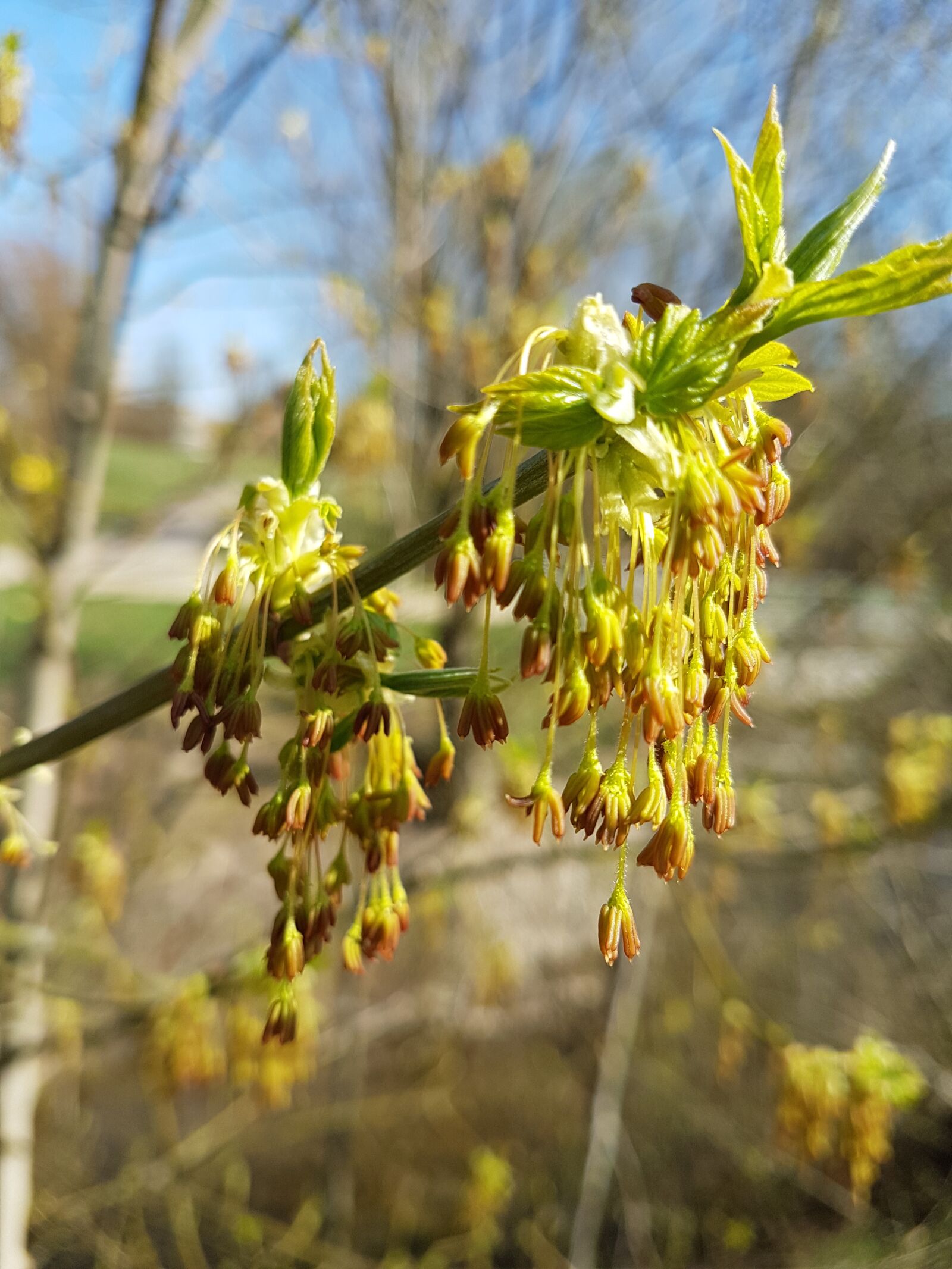 Samsung Galaxy S7 Edge sample photo. Nature, wood, plant photography