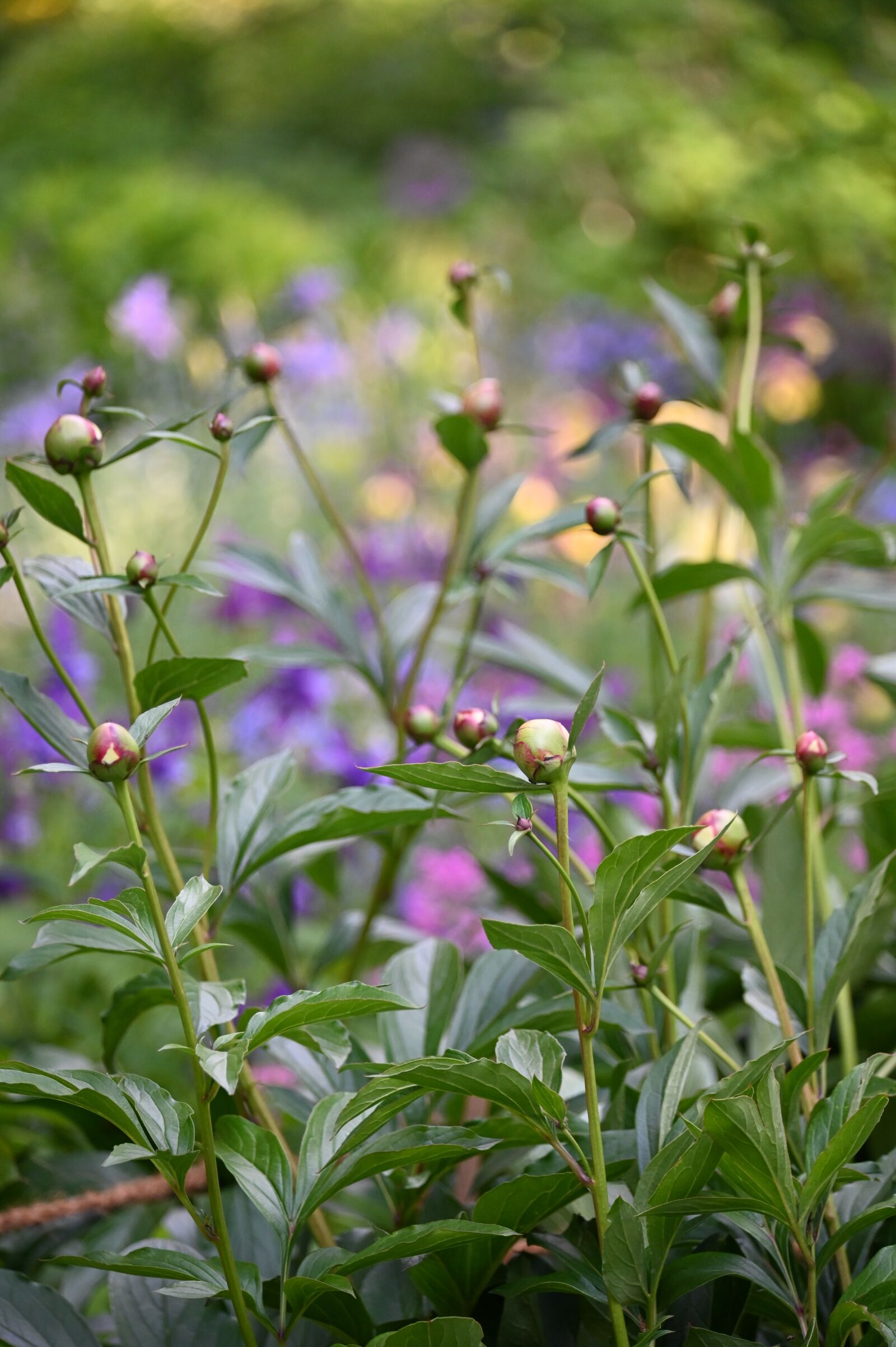 Nikon Z6 sample photo. Peony, bud, flower photography