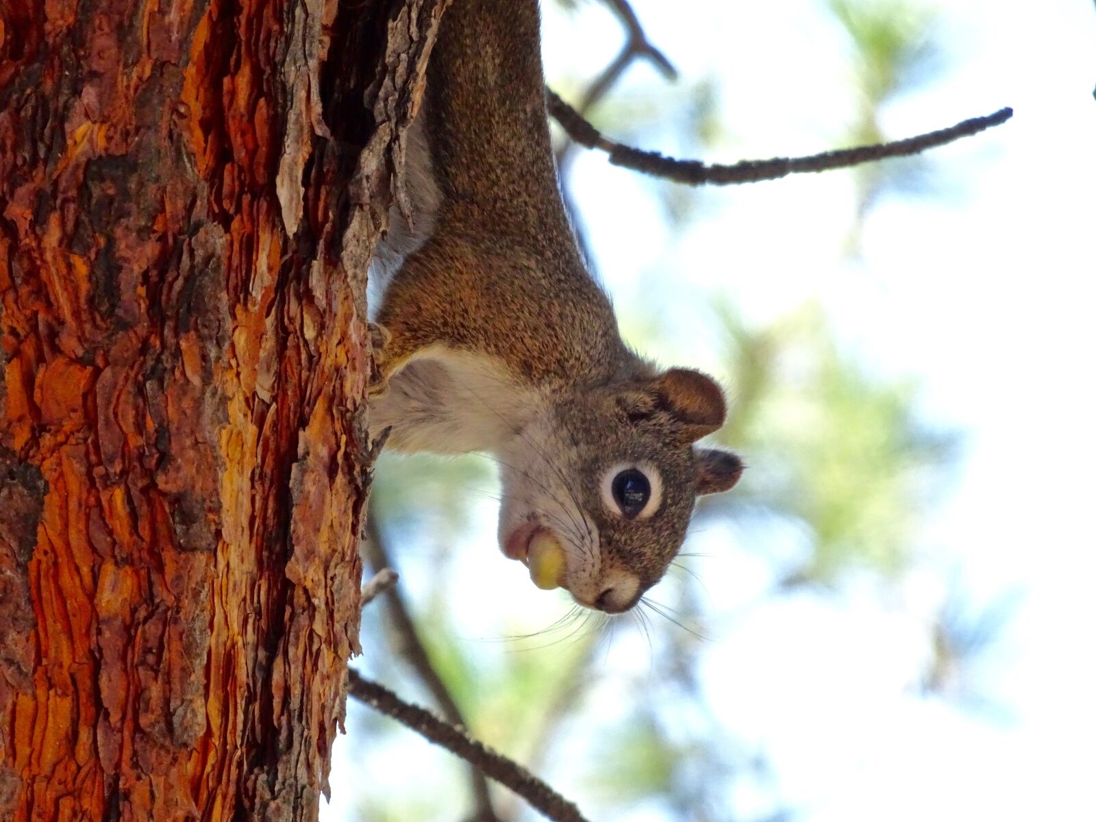 Sony Cyber-shot DSC-HX90V sample photo. Squirrel, sciuridae, rodent photography