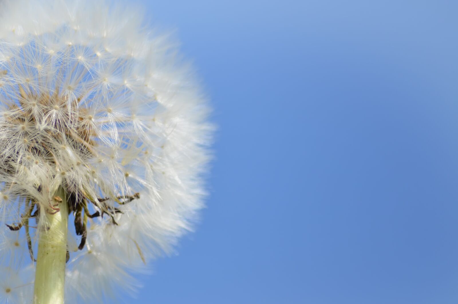 Nikon D5200 sample photo. Dandelions, spring, flowers photography