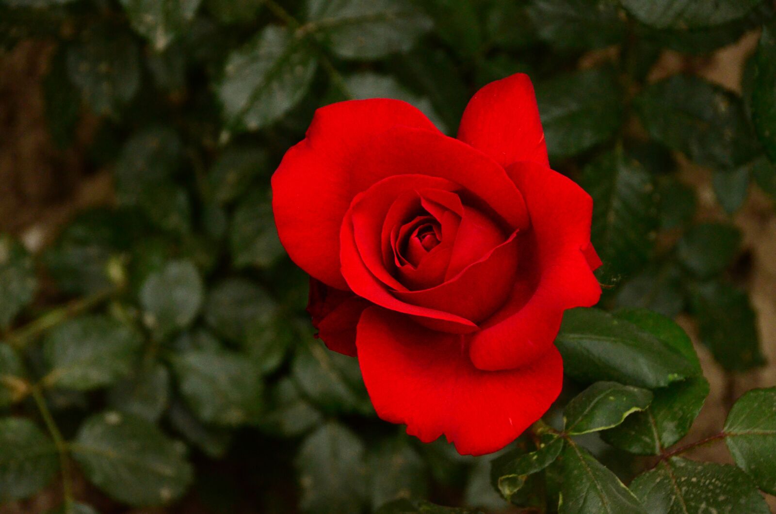 Nikon D7000 sample photo. Flower, plant, leaf photography