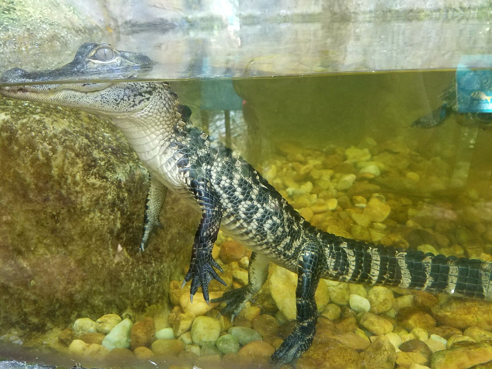 Samsung Galaxy S7 sample photo. Alligator, reptile, underwater photography