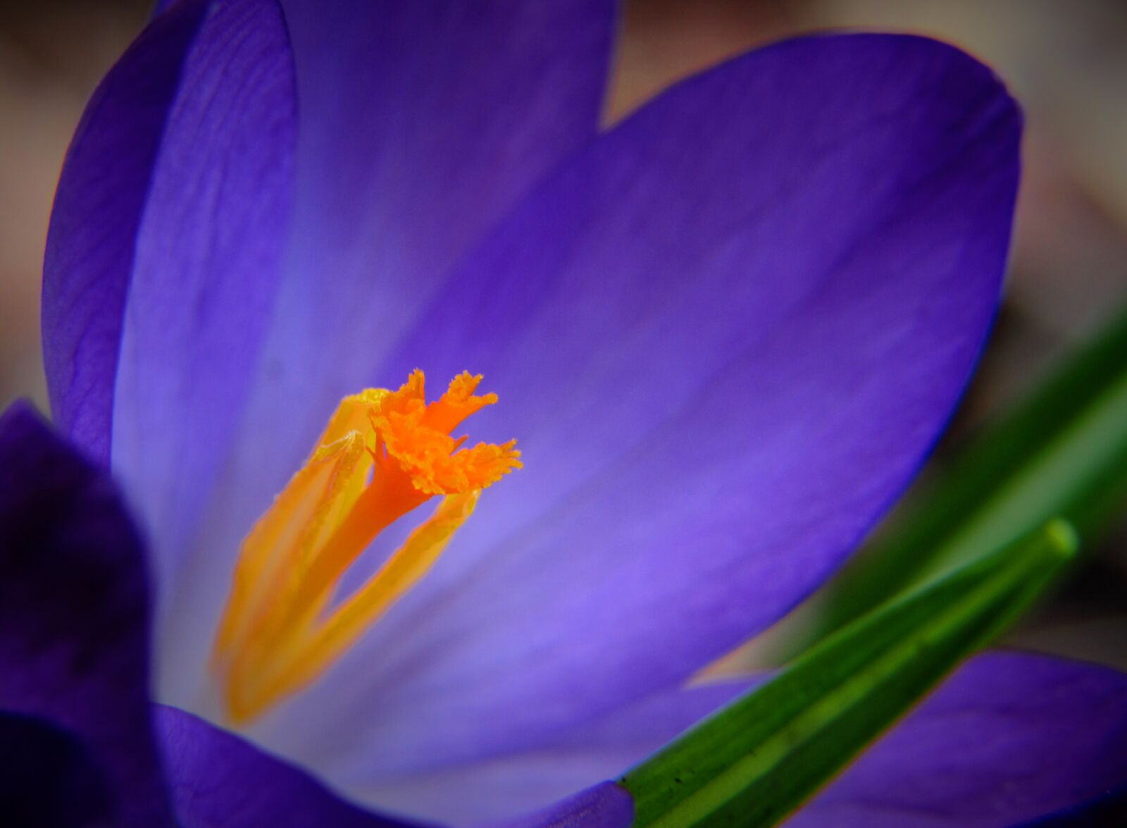 Canon PowerShot SX530 HS sample photo. Crocus, flower, macro photography