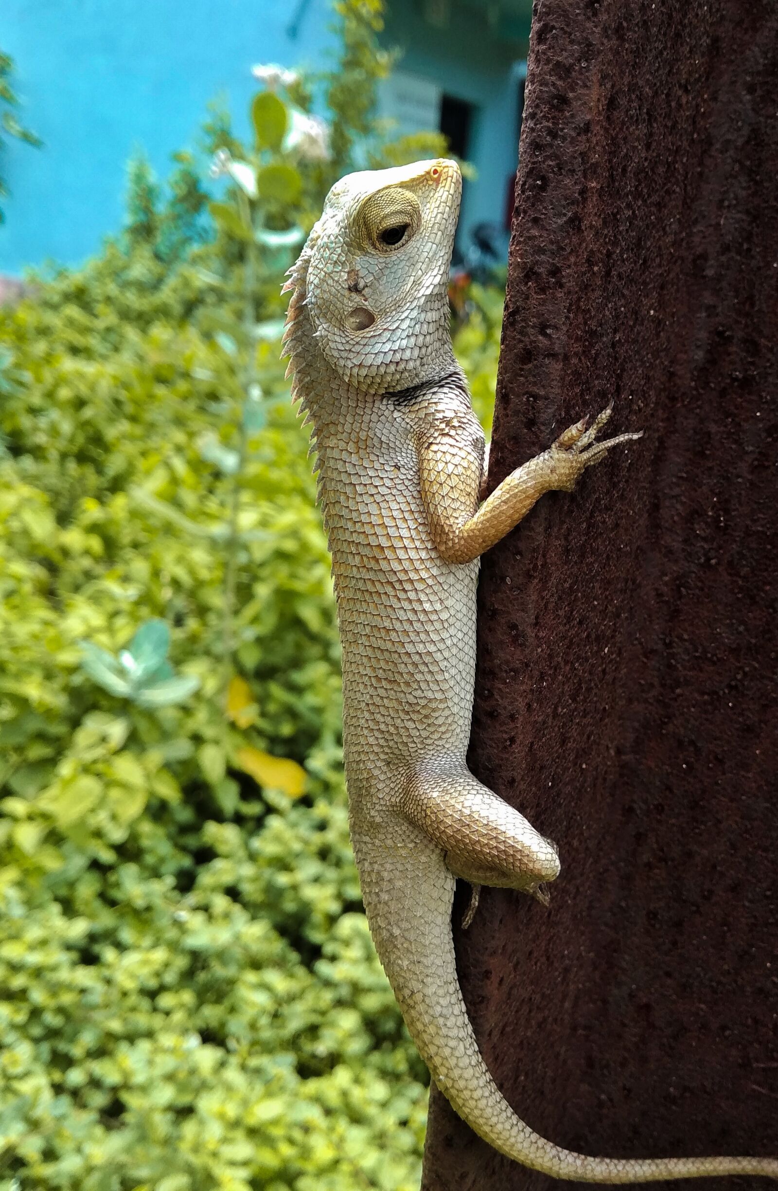 Xiaomi Redmi 5A sample photo. Garden lizard, lizard, wildlife photography