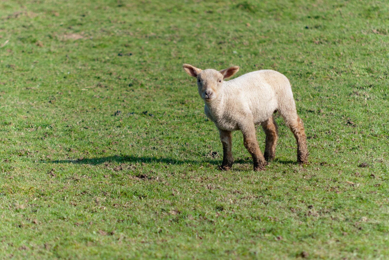 Nikon D80 sample photo. Sheep, livestock, prairie photography