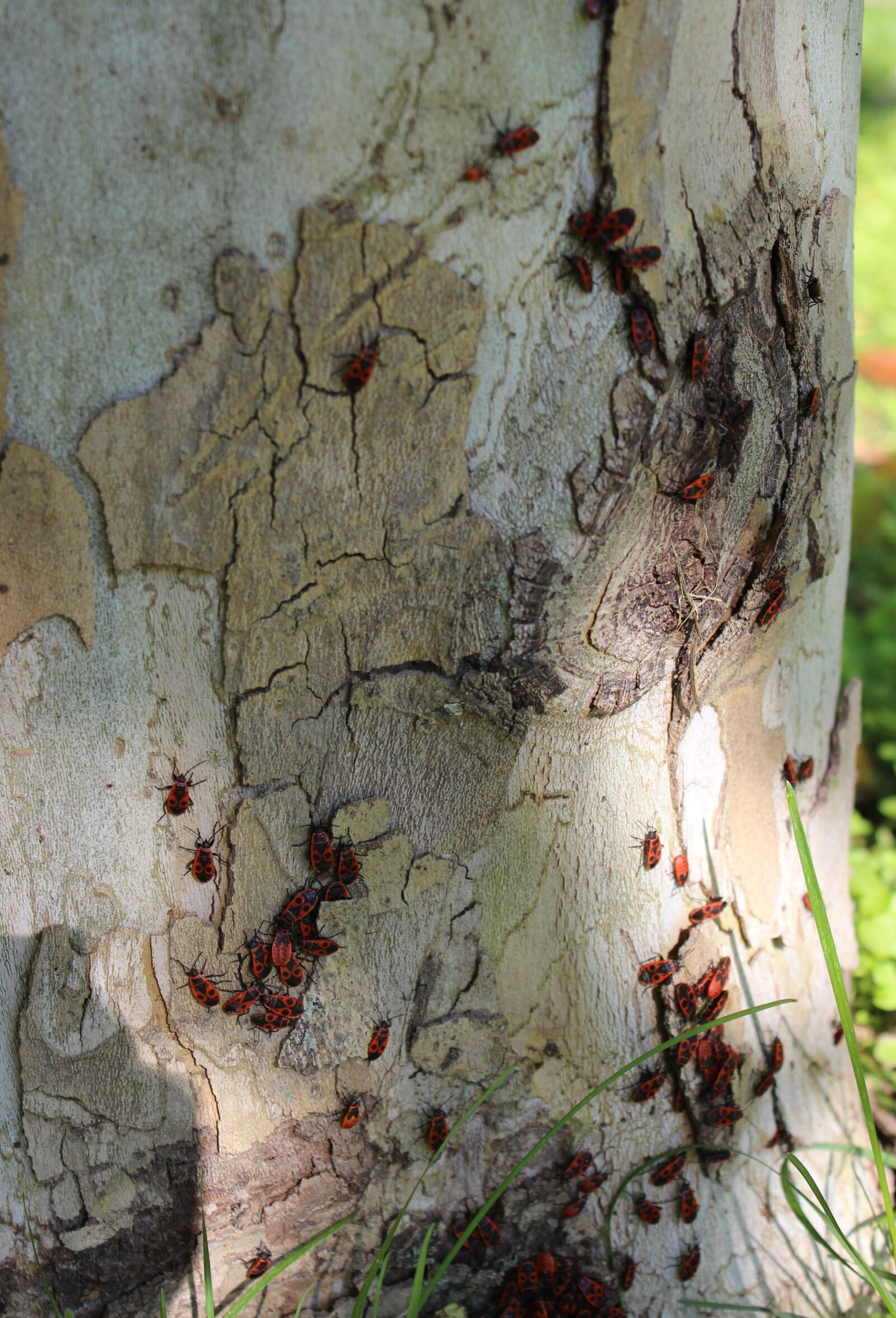 Canon EOS 600D (Rebel EOS T3i / EOS Kiss X5) sample photo. Beetles, large, closeup photography