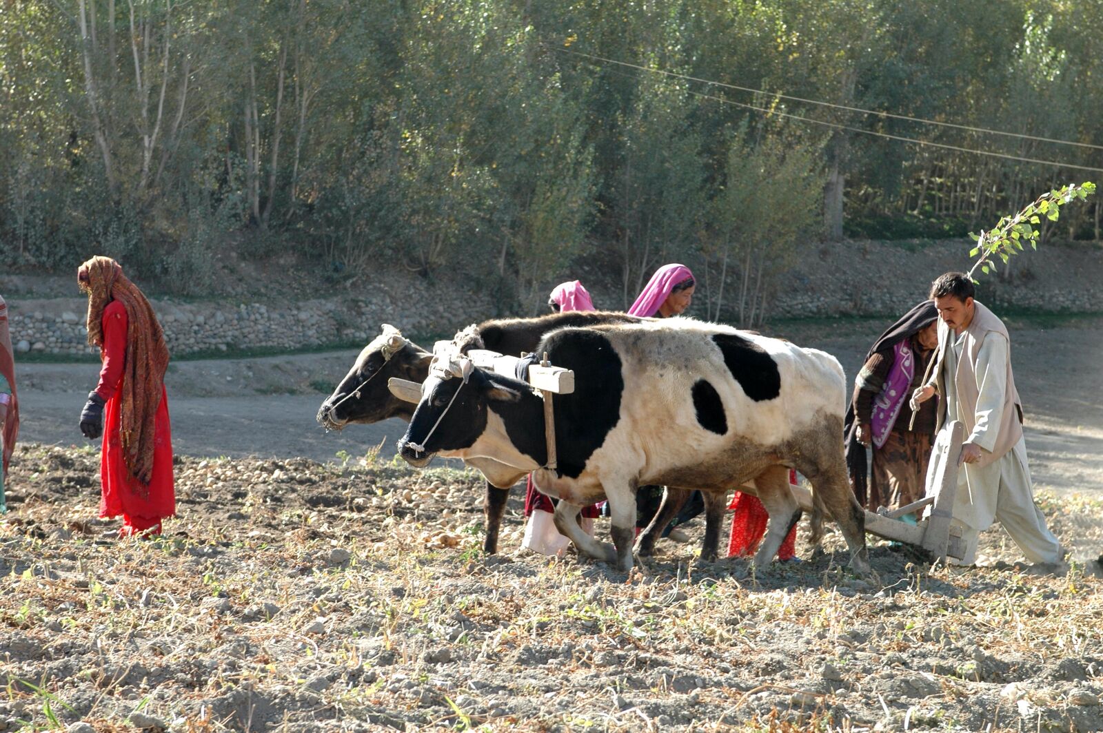 Nikon D70s sample photo. Afghanistan, potato, farming, woman photography
