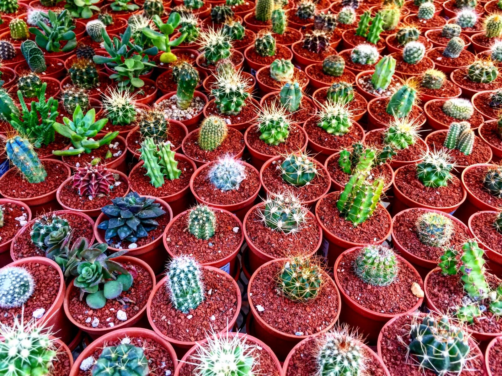 Apple iPhone 6 sample photo. Cactus, green, succulent photography