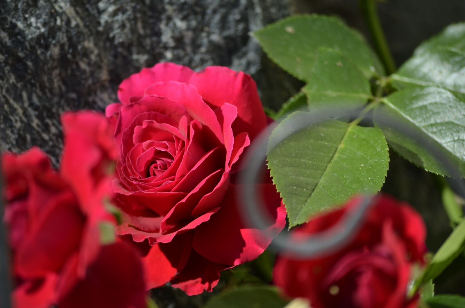 Nikon D5100 sample photo. Red roses, roses, flowers photography