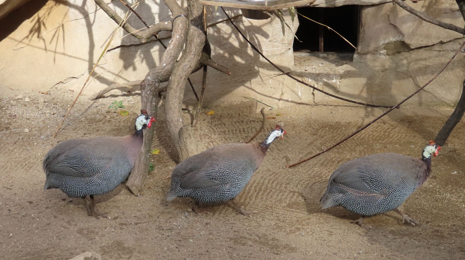 Canon PowerShot SX740 HS sample photo. Zoo hannover, guinea fowl photography