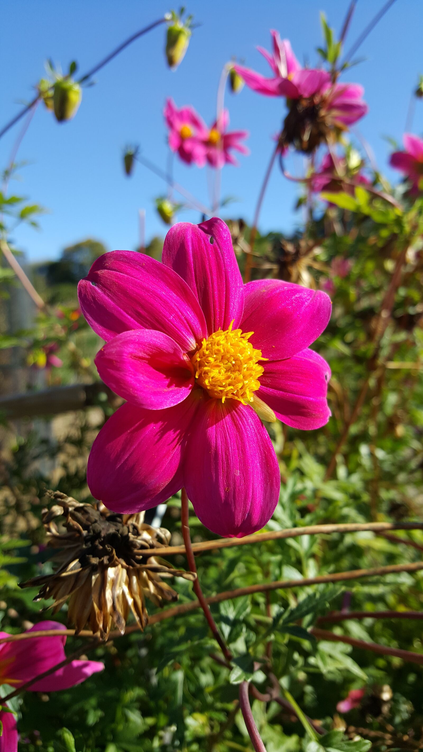 Samsung Galaxy S6 sample photo. Flower, garden, nature photography