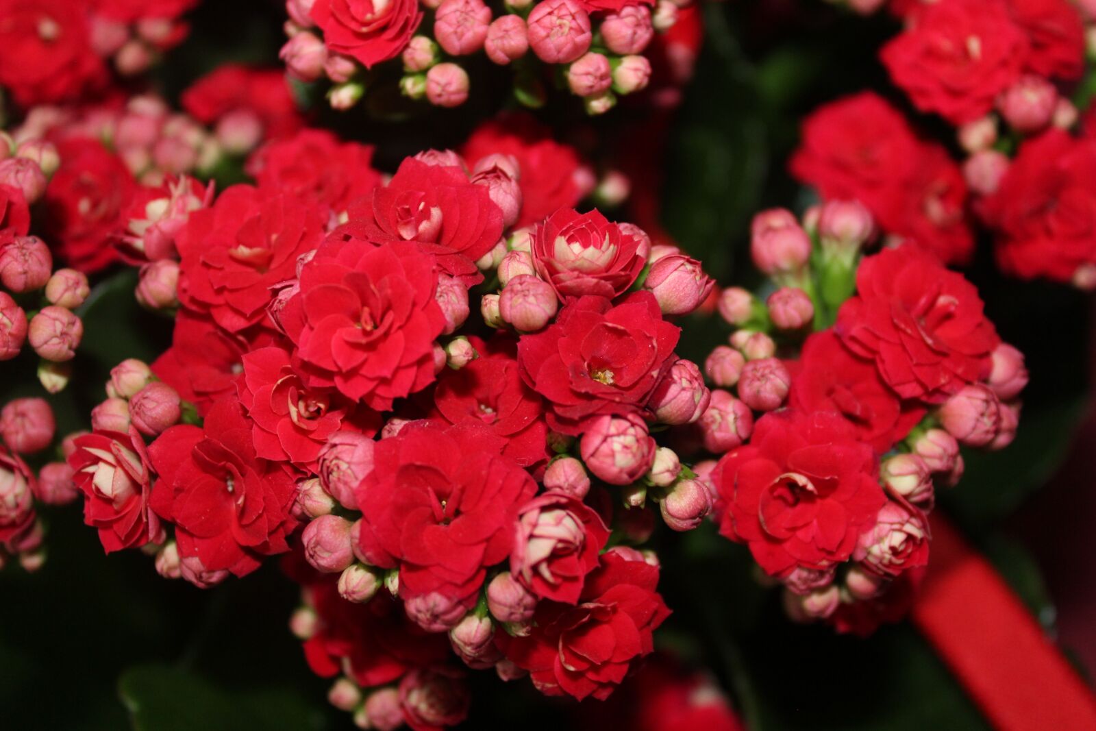 Canon EOS 1300D (EOS Rebel T6 / EOS Kiss X80) sample photo. Flower, red flower, rose photography