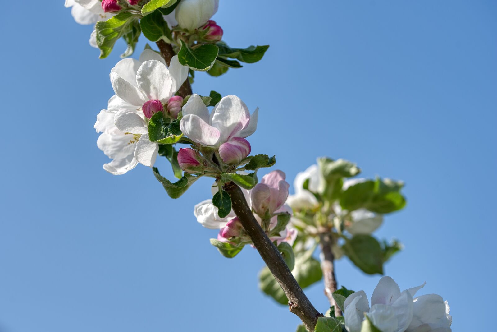 Nikon D750 sample photo. Apple blossom, apple tree photography