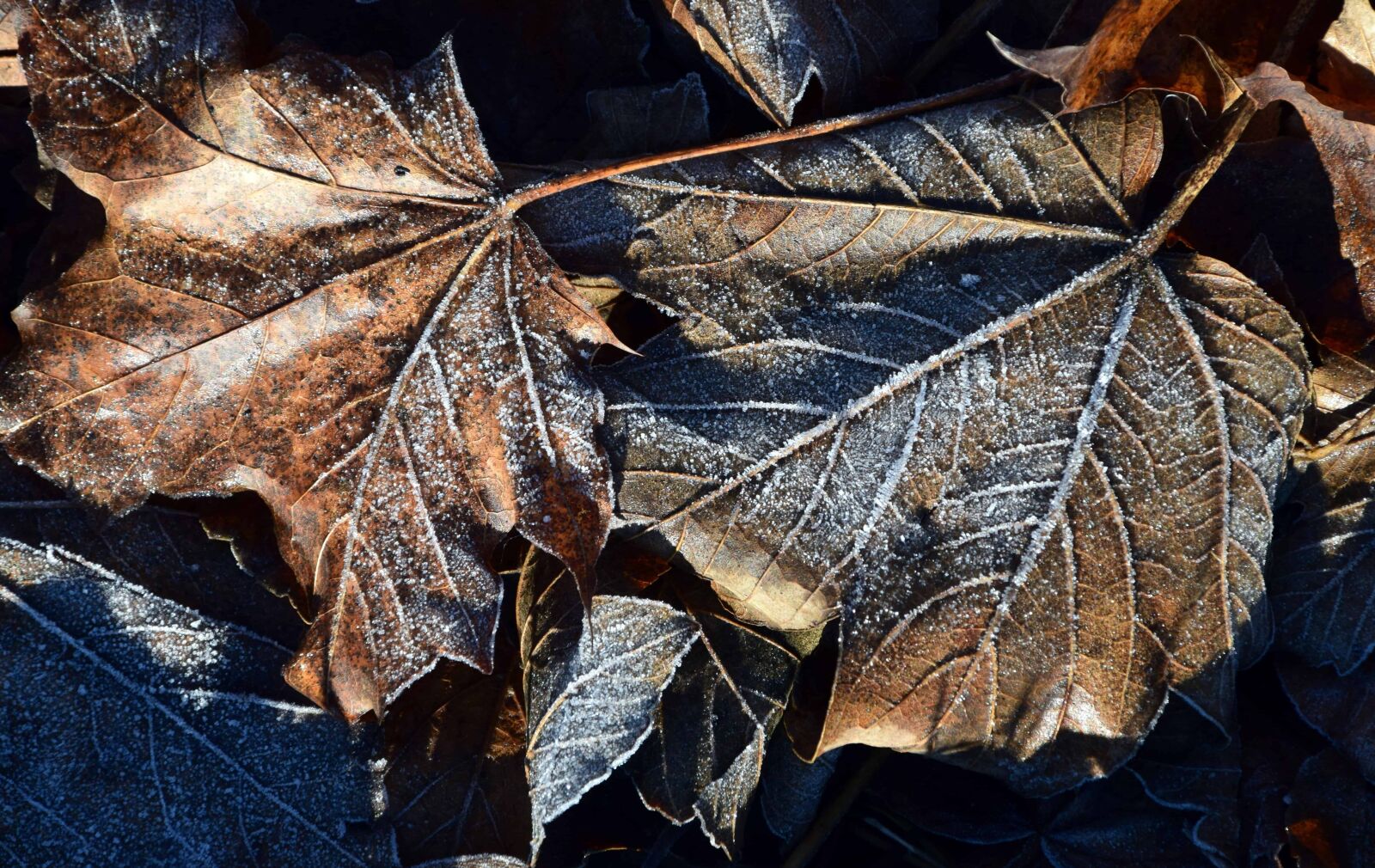Nikon D3300 sample photo. Flora, nature, winter, environment photography