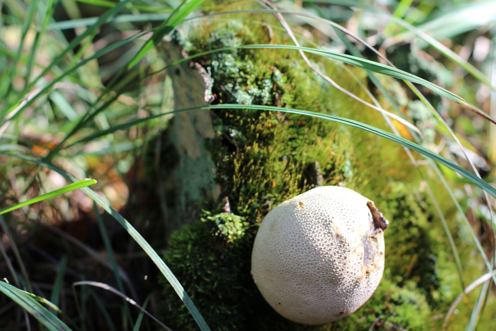 Canon EOS 600D (Rebel EOS T3i / EOS Kiss X5) + Canon EF 50mm F1.4 USM sample photo. Forest, mushroom, forest mushroom photography